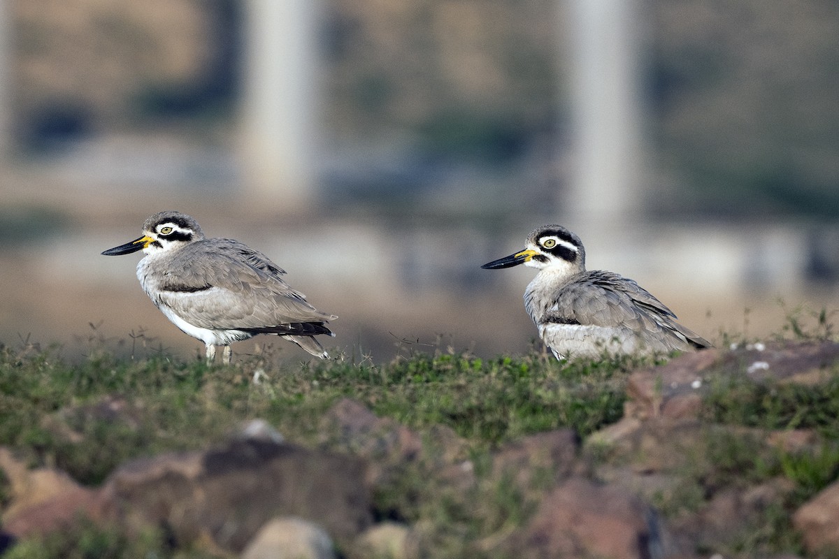 Great Thick-knee - ML619017955