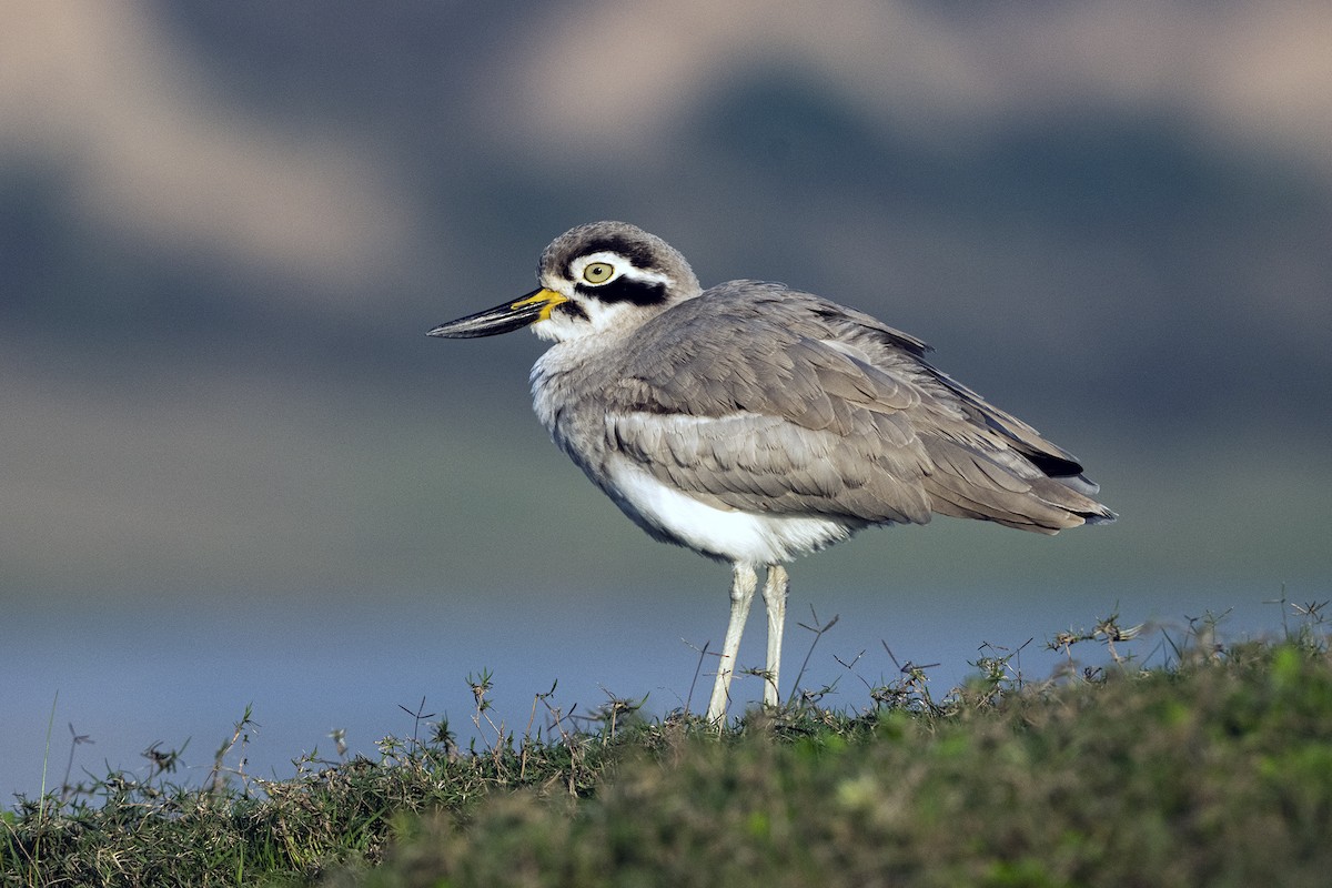 Great Thick-knee - ML619017956