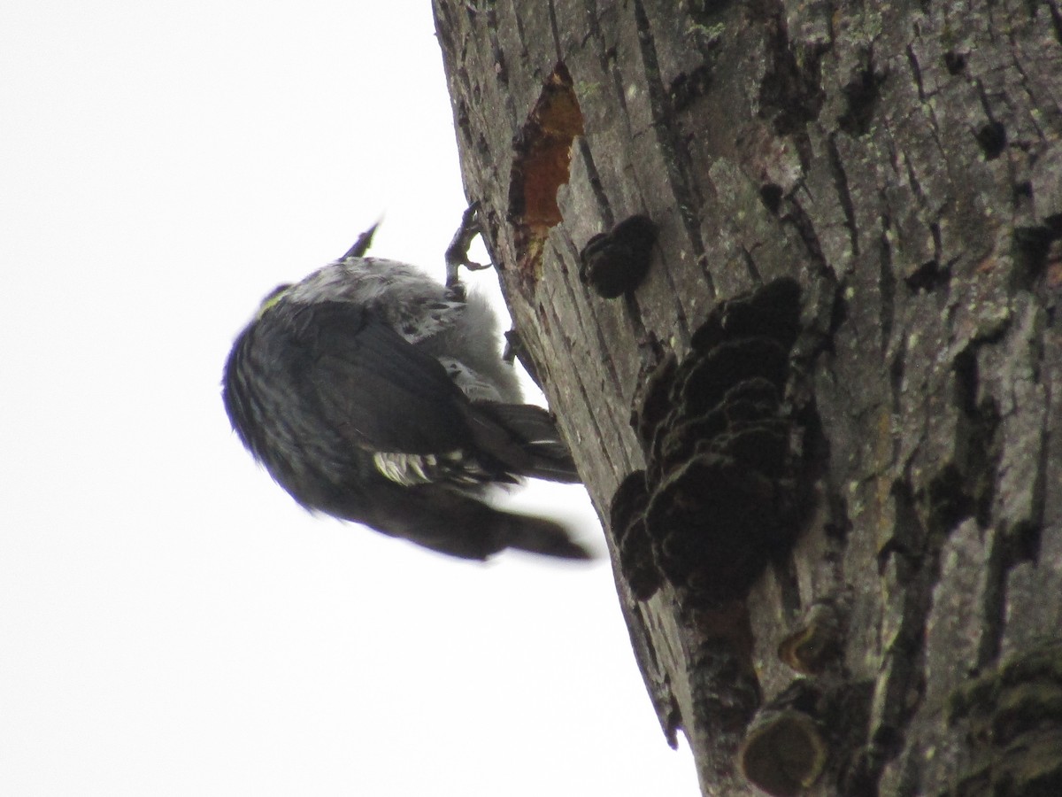Acorn Woodpecker - ML619017976