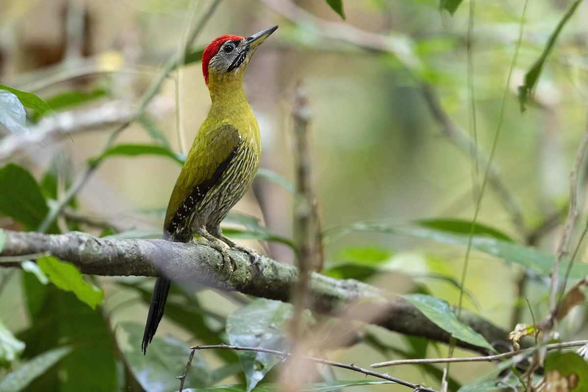Laced Woodpecker - ML619017988