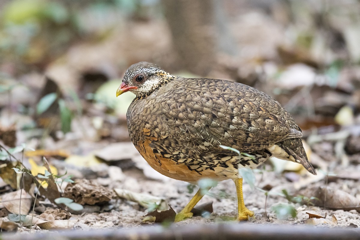 Scaly-breasted Partridge - ML619018001