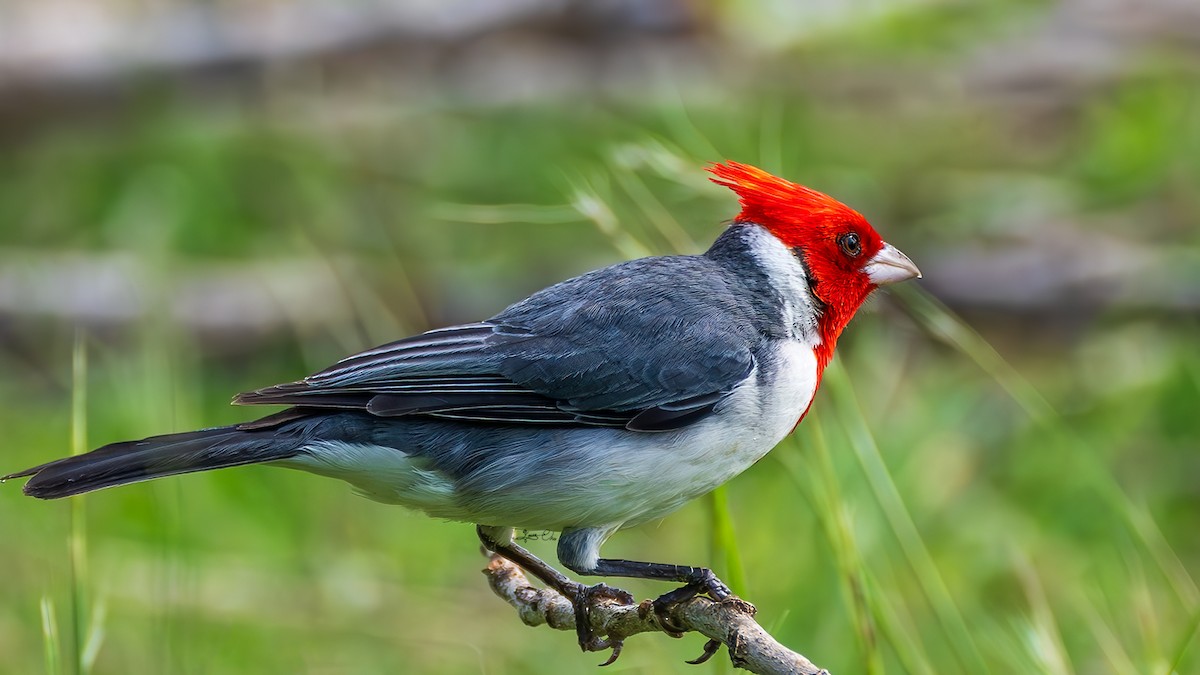 Red-crested Cardinal - ML619018036