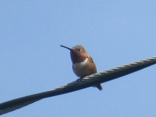 Allen's Hummingbird - ML619018040