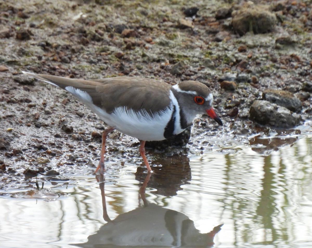 Three-banded Plover - ML619018068