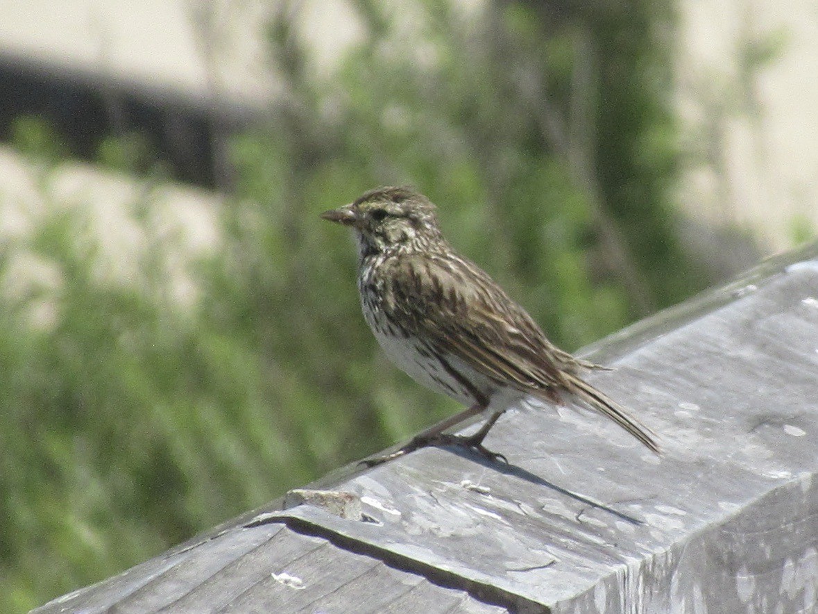 Savannah Sparrow (Belding's) - ML619018095