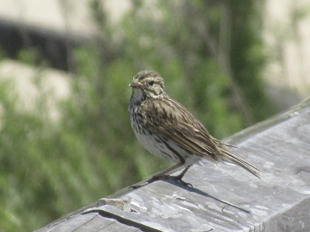 Savannah Sparrow (Belding's) - ML619018096