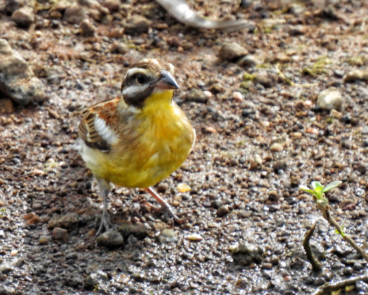 Golden-breasted Bunting - ML619018116