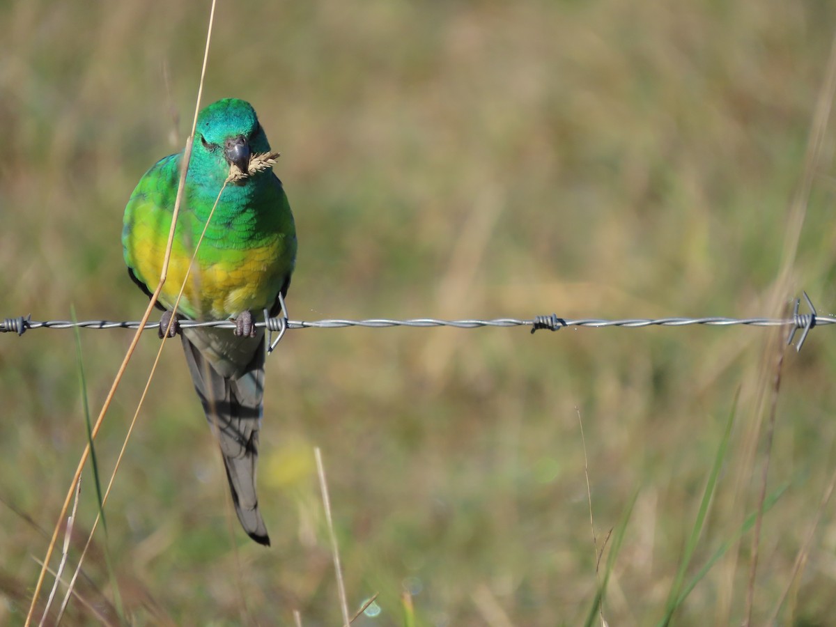 Red-rumped Parrot - ML619018119