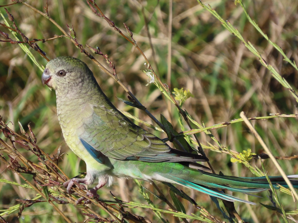 Red-rumped Parrot - ML619018121