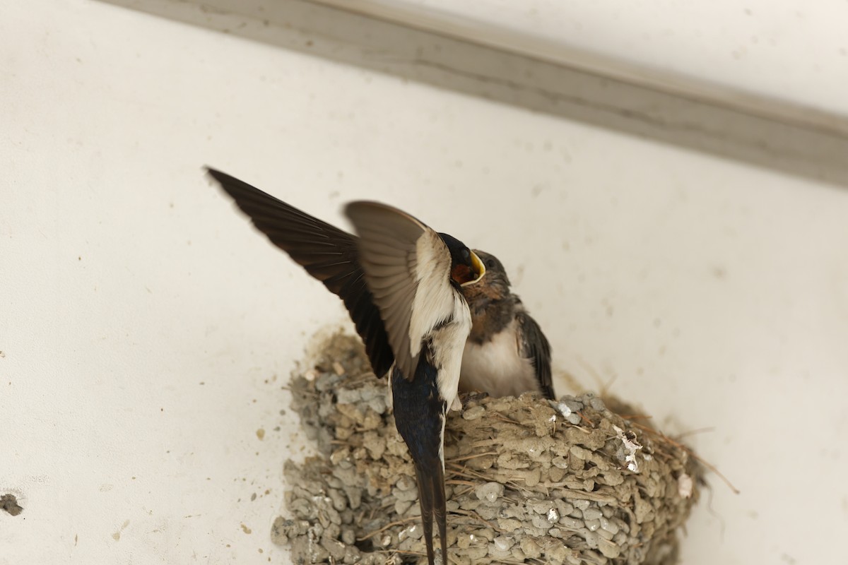 Barn Swallow - ML619018128