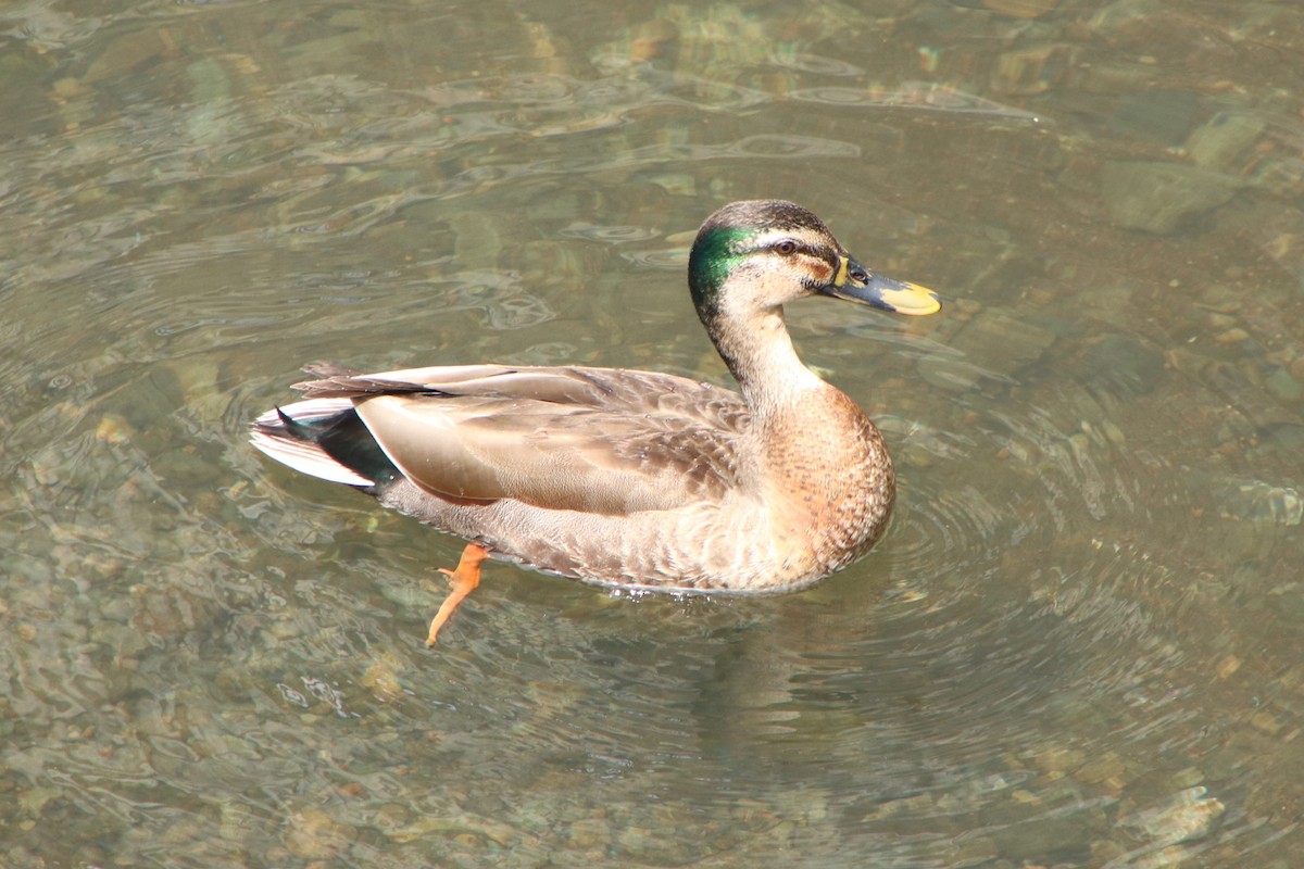 Mallard x Eastern Spot-billed Duck (hybrid) - ML619018152