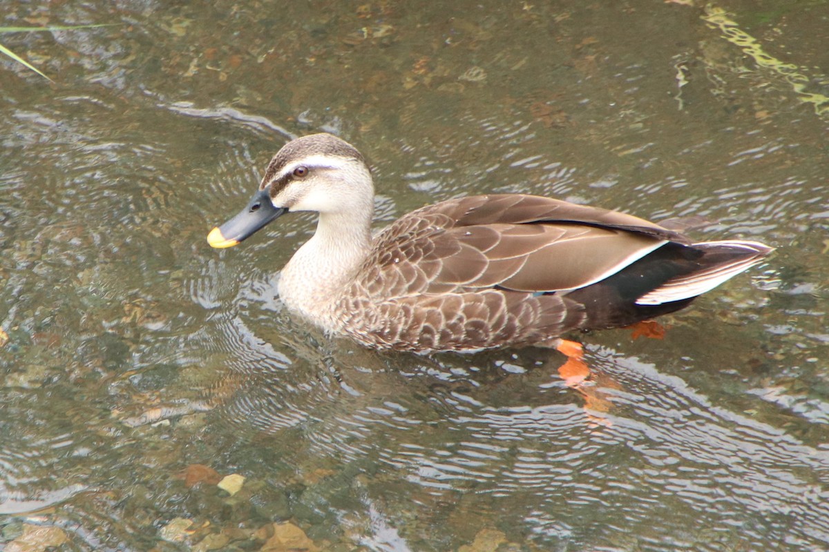 Eastern Spot-billed Duck - Johnny Robertson