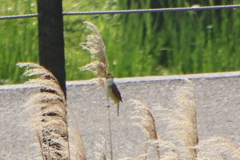 Oriental Reed Warbler - ML619018178