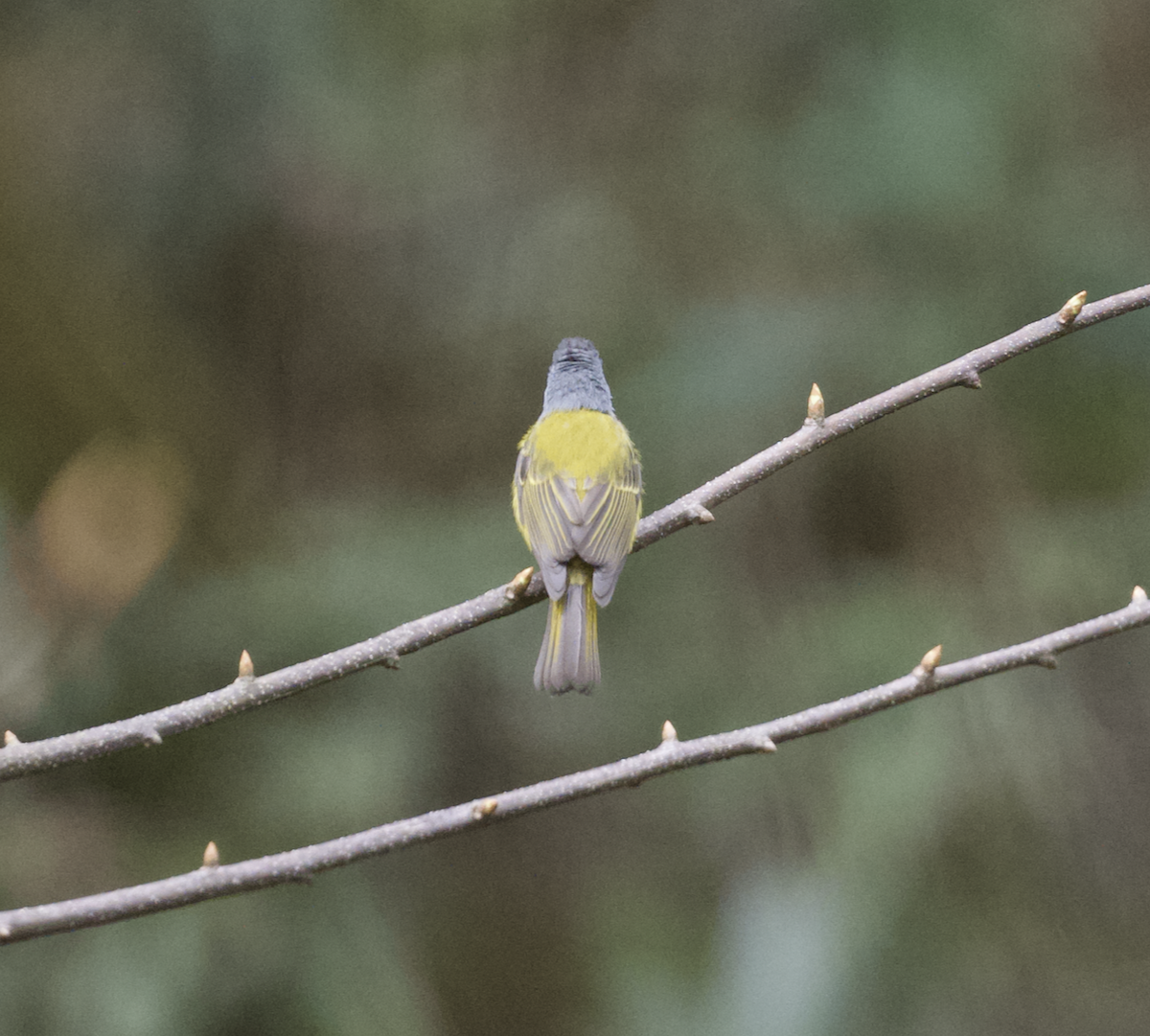 Gray-headed Canary-Flycatcher - ML619018186
