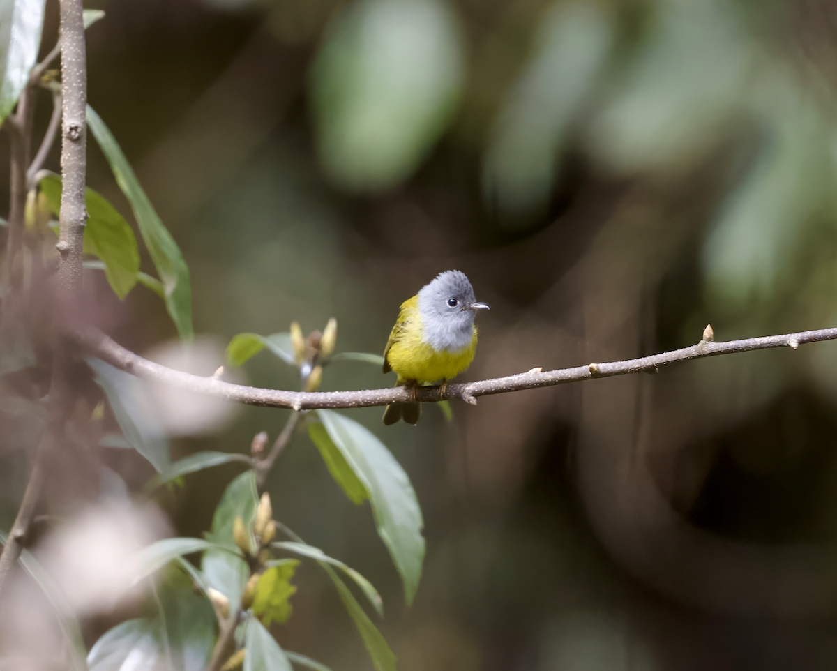 Gray-headed Canary-Flycatcher - ML619018187
