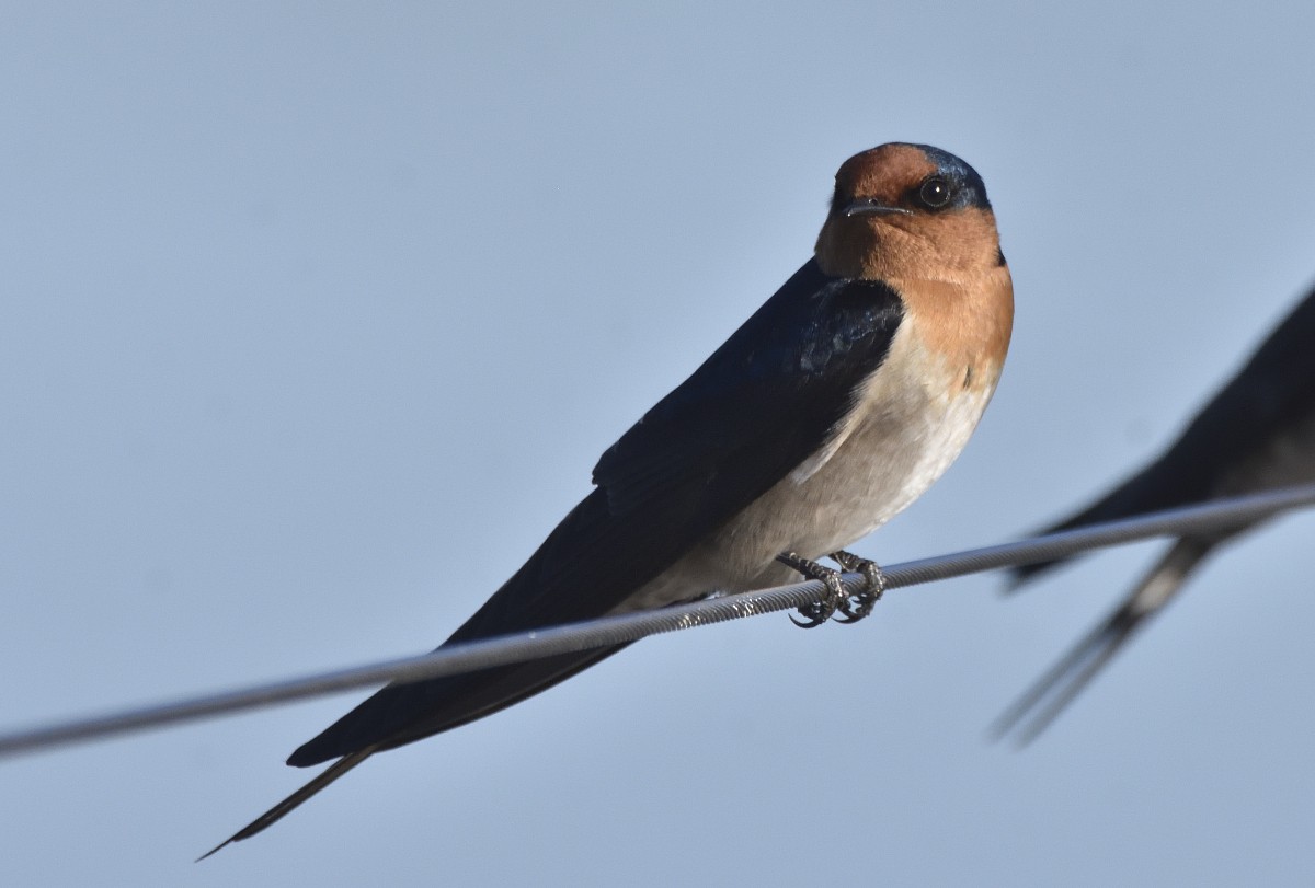 Welcome Swallow - ML619018206