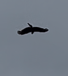 Black Kite - ML619018235