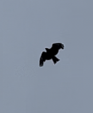Black Kite - ML619018238