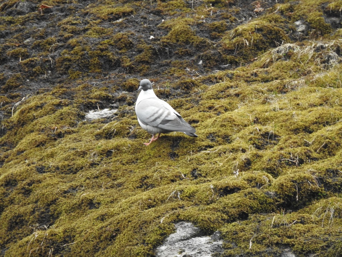 holub sněžný - ML619018245