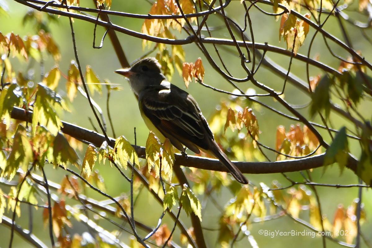 Great Crested Flycatcher - ML619018252