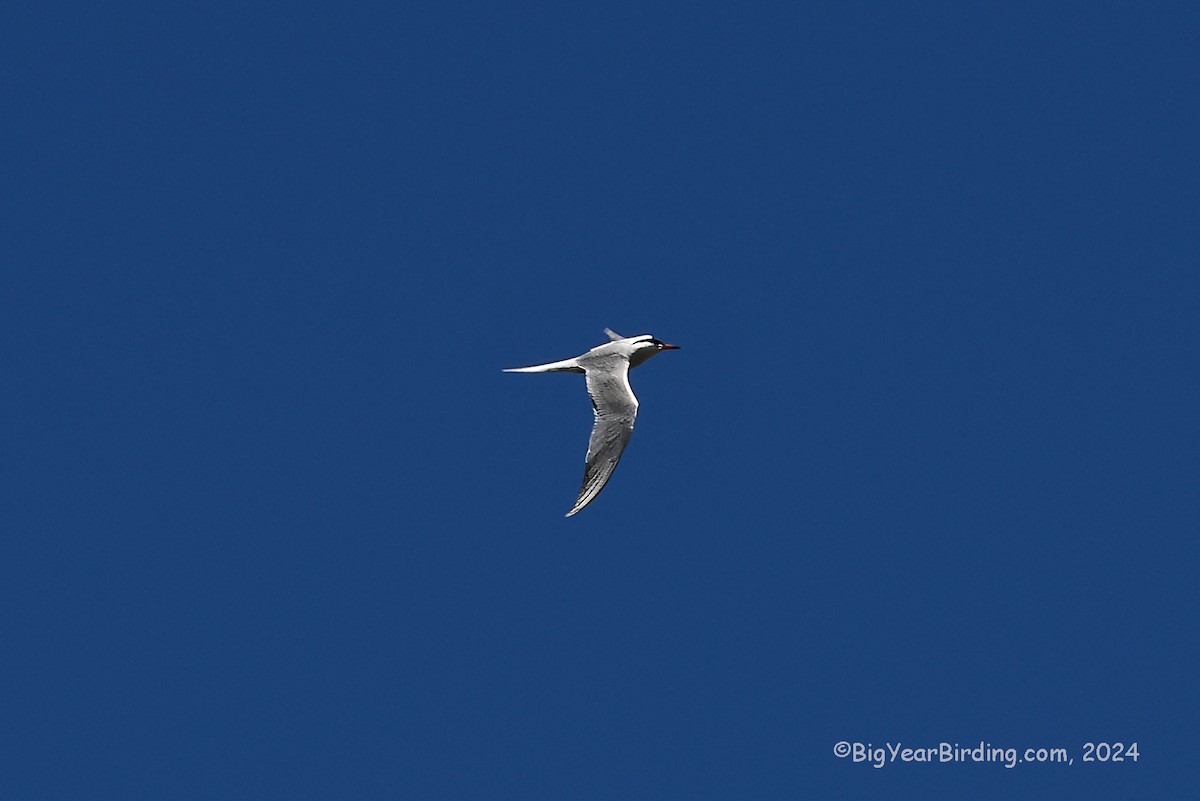 Common Tern - ML619018268