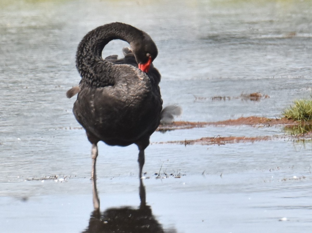 Black Swan - ML619018276