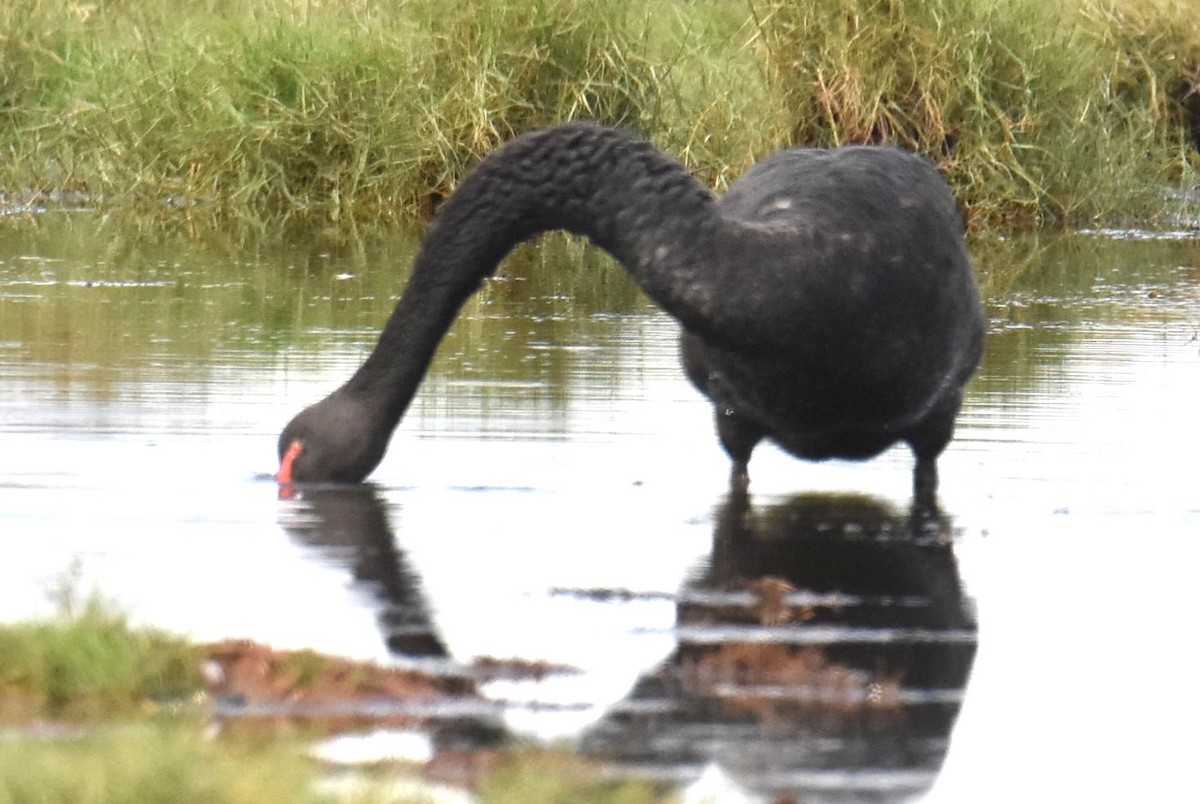 Black Swan - ML619018278