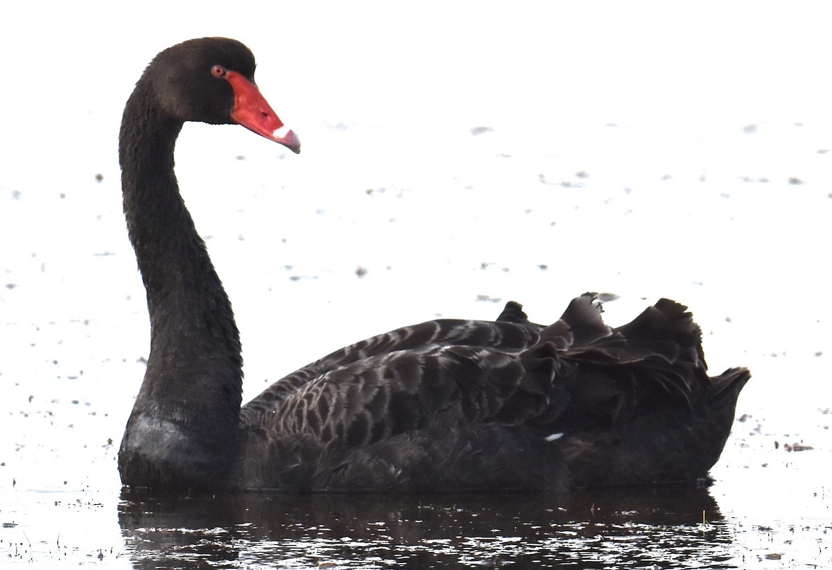 Black Swan - ML619018284