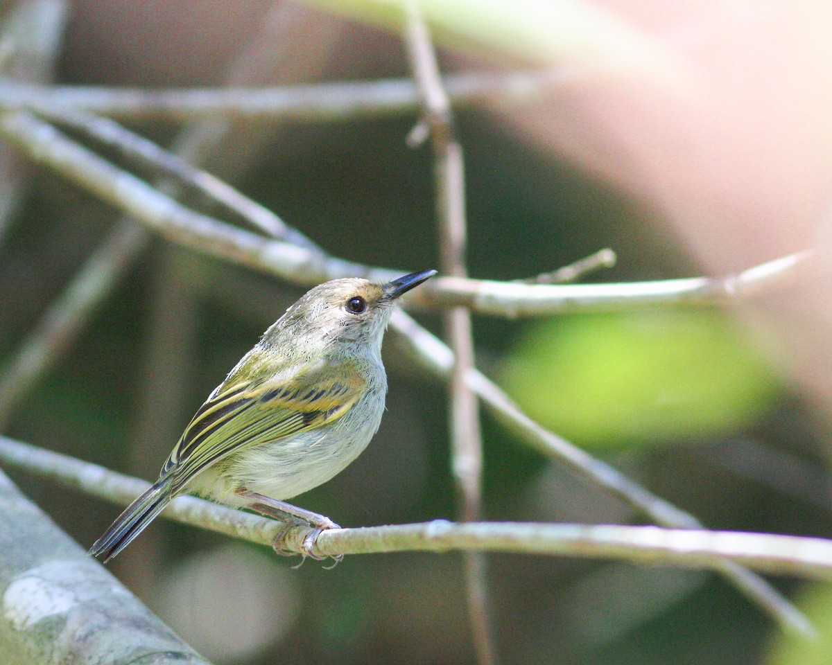 Rusty-fronted Tody-Flycatcher - ML619018286