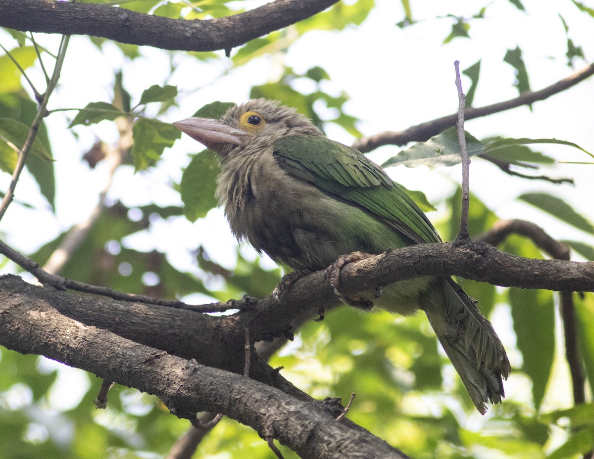 Lineated Barbet - ML619018301