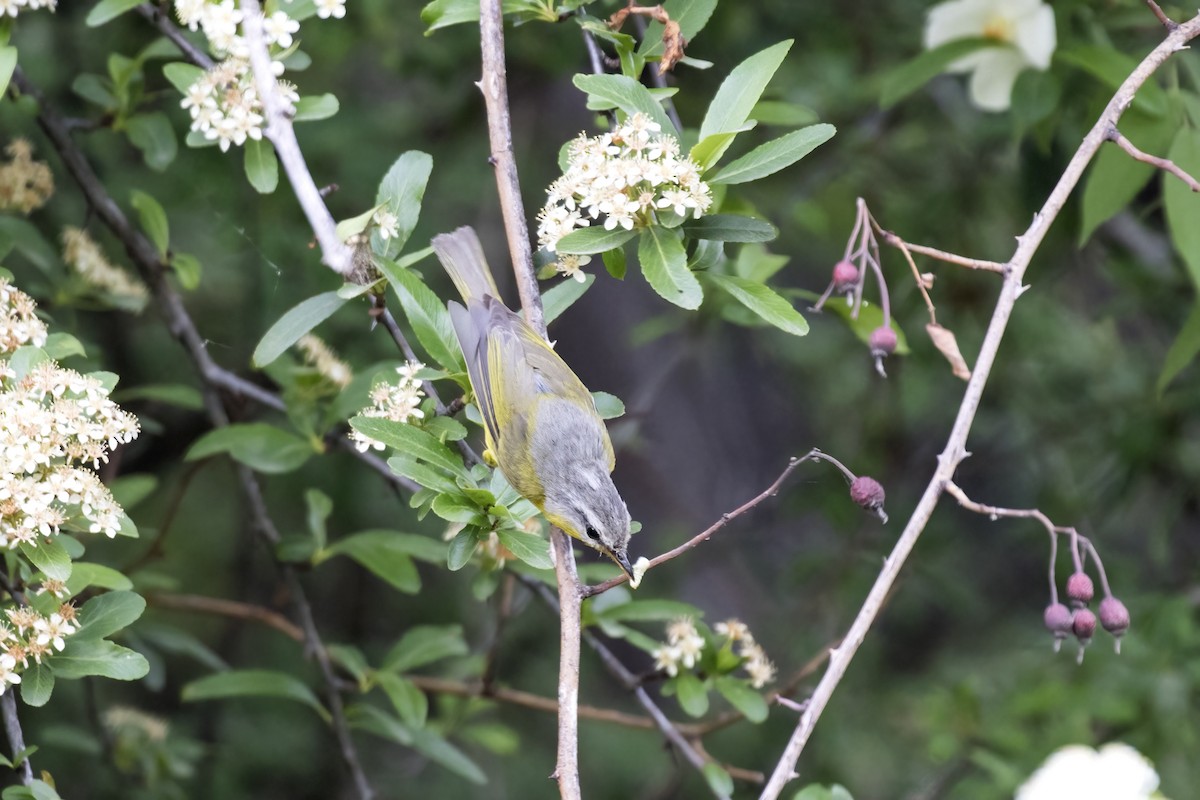 Gray-hooded Warbler - ML619018333