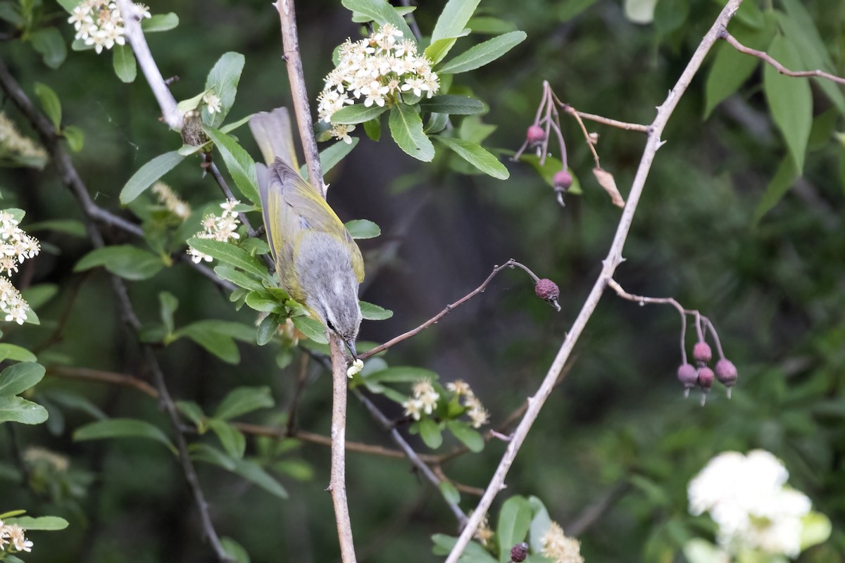 Gray-hooded Warbler - ML619018336