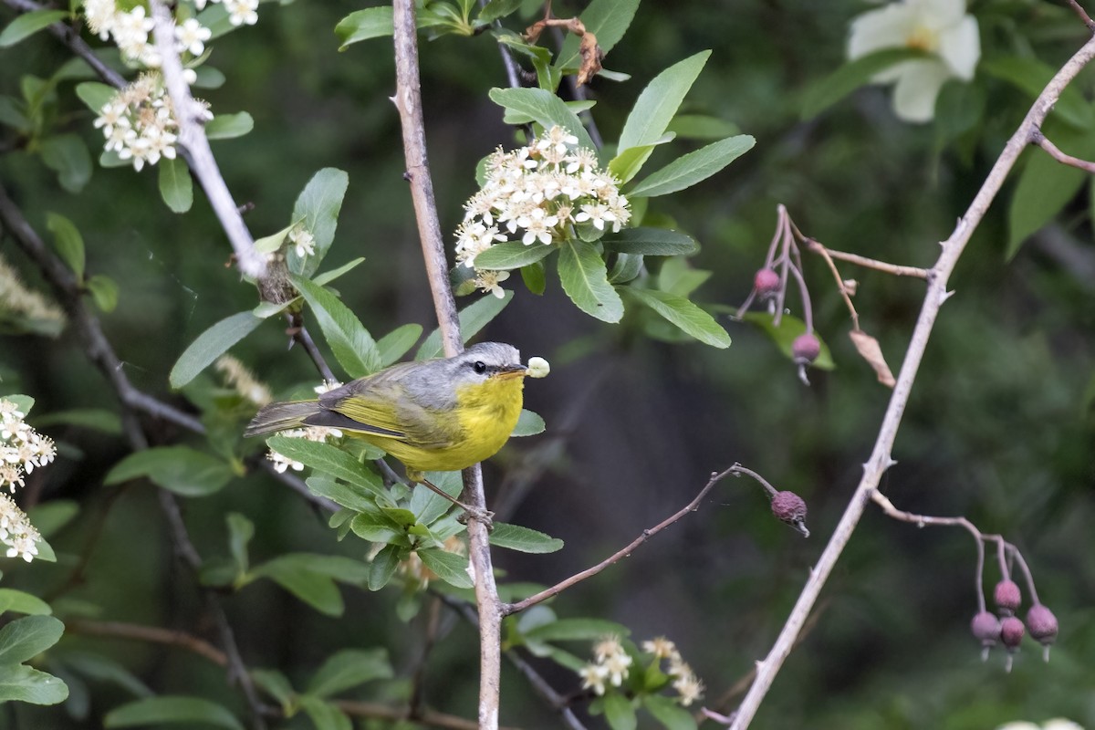 Gray-hooded Warbler - Ramesh Shenai