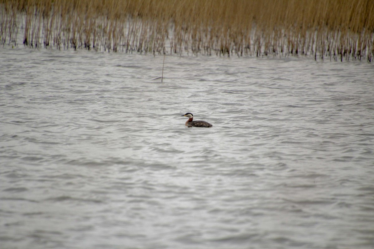 Red-necked Grebe - ML619018344
