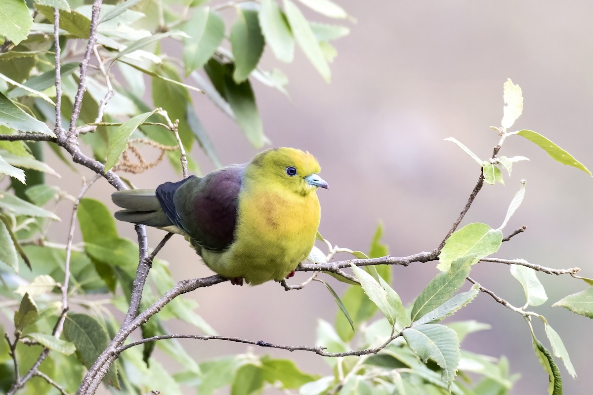 Wedge-tailed Green-Pigeon - Ramesh Shenai