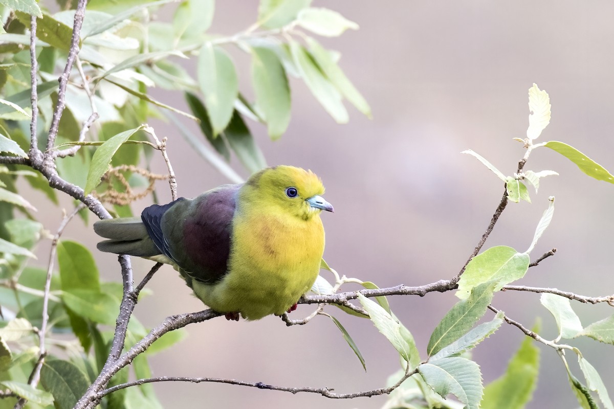 Wedge-tailed Green-Pigeon - Ramesh Shenai