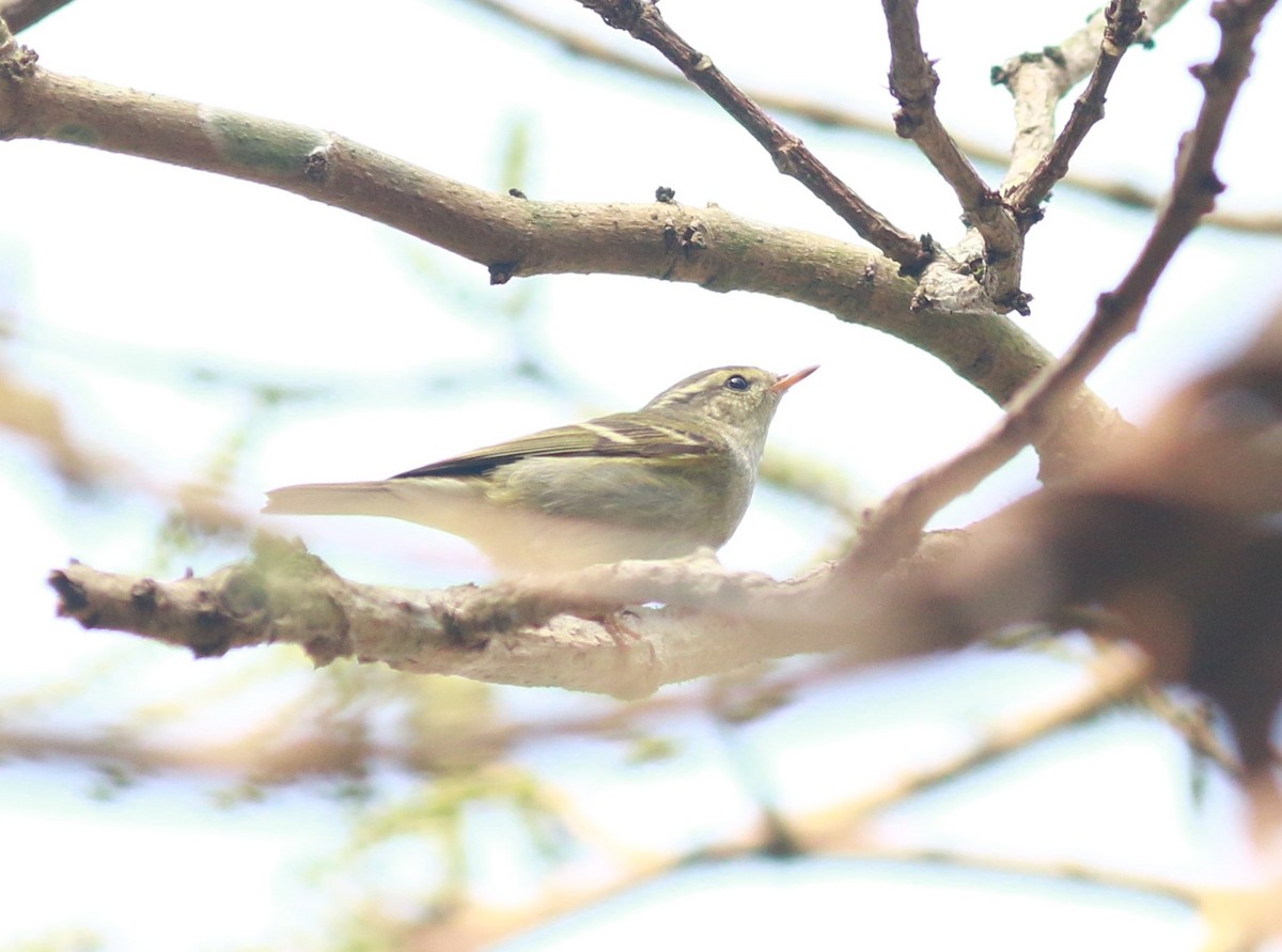Yellow-browed Warbler - ML619018373