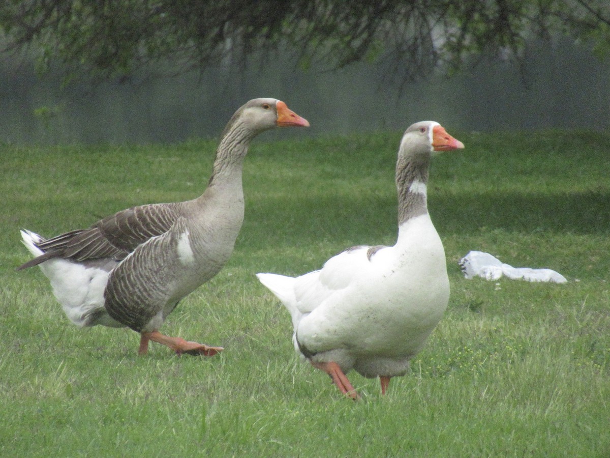 Domestic goose sp. (Domestic type) - Adam Burnett