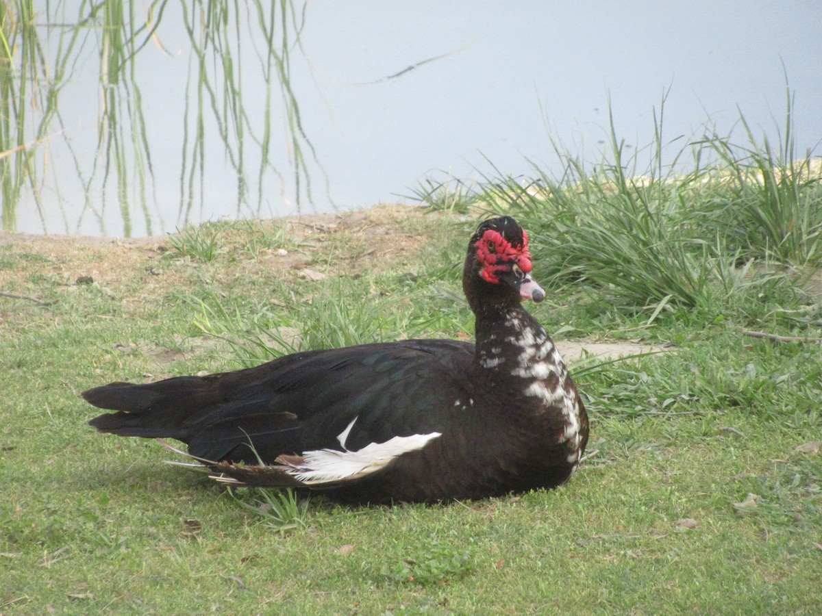 Muscovy Duck (Domestic type) - ML619018404