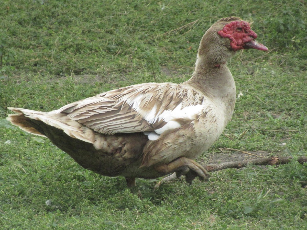 Muscovy Duck (Domestic type) - ML619018407