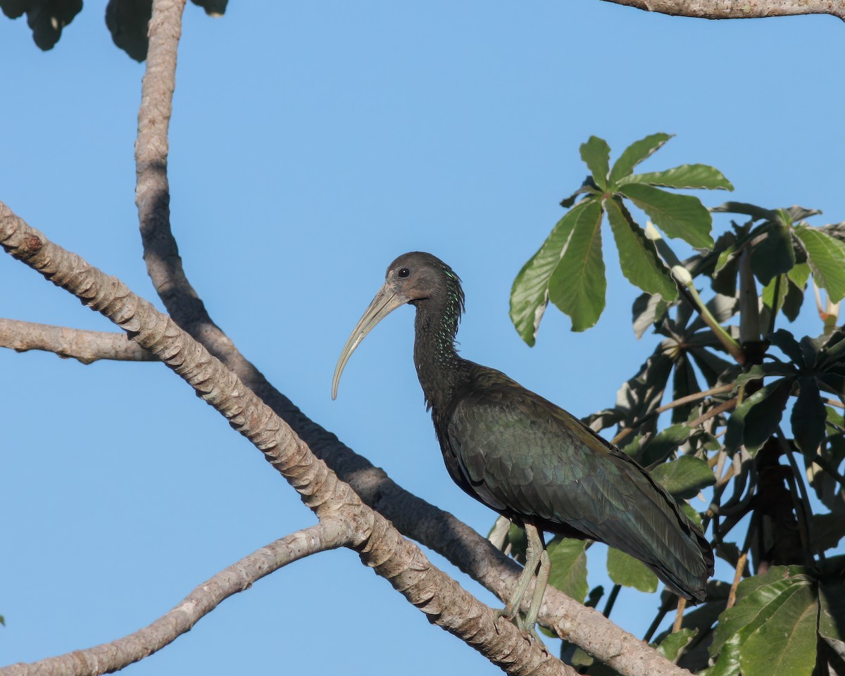 ibis zelený - ML619018433