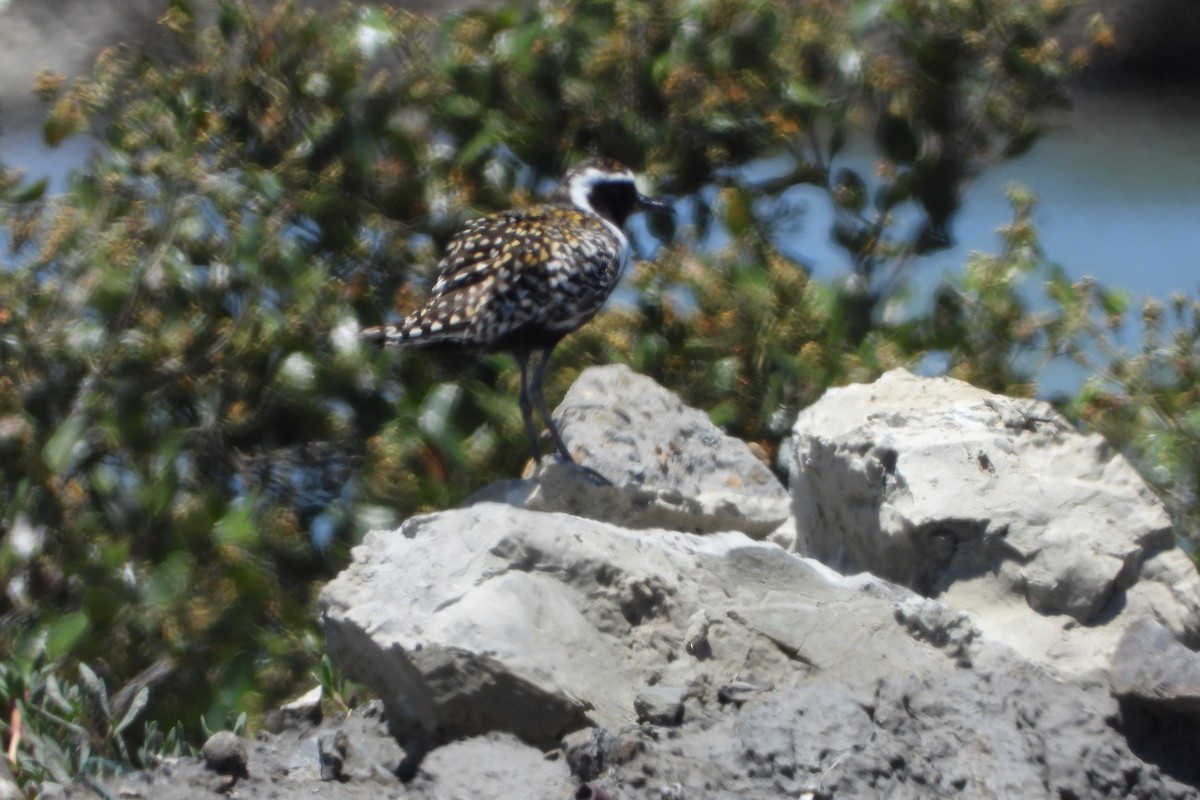 Pacific Golden-Plover - HsuehHung Chang