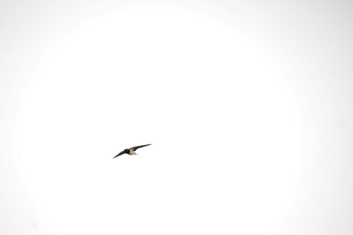 Barn Swallow - ML619018440