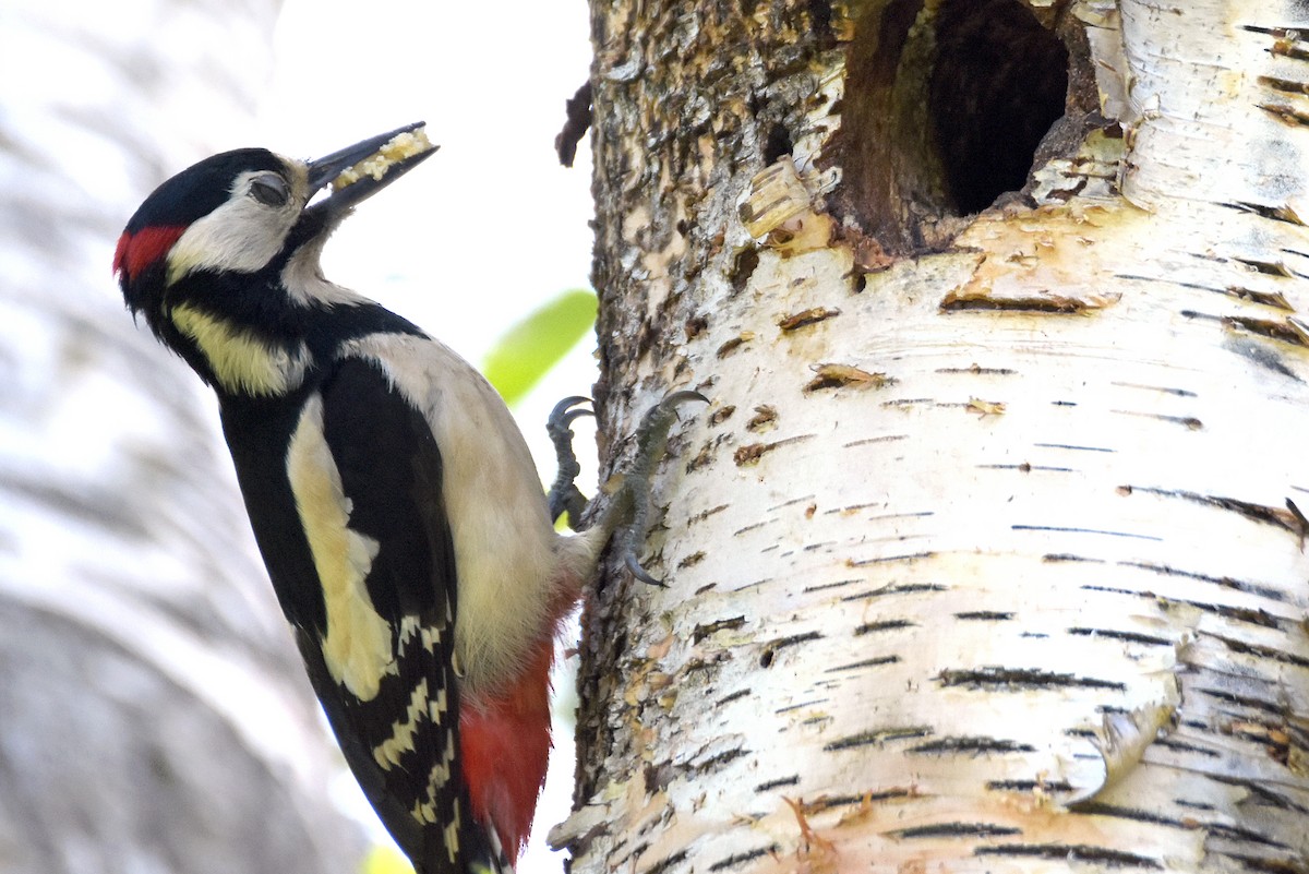 Great Spotted Woodpecker - ML619018472