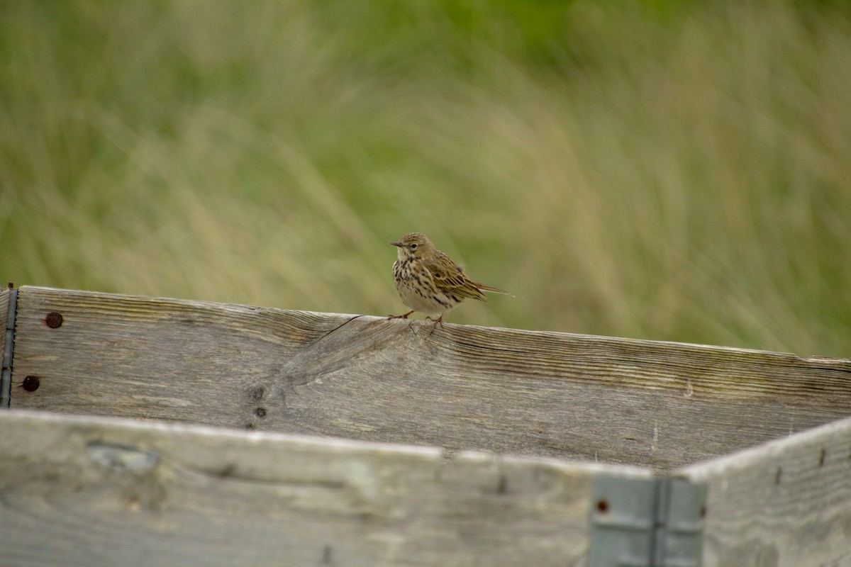 Meadow Pipit - ML619018492