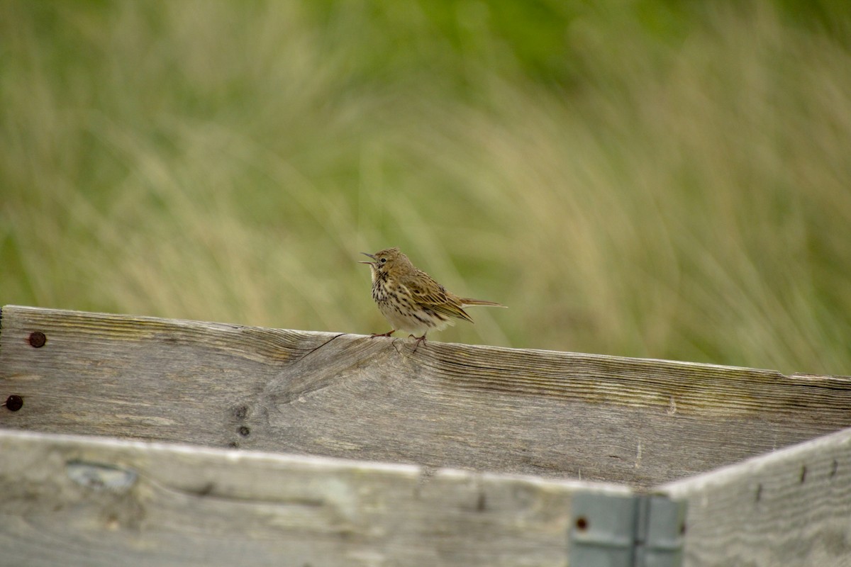 Meadow Pipit - ML619018493