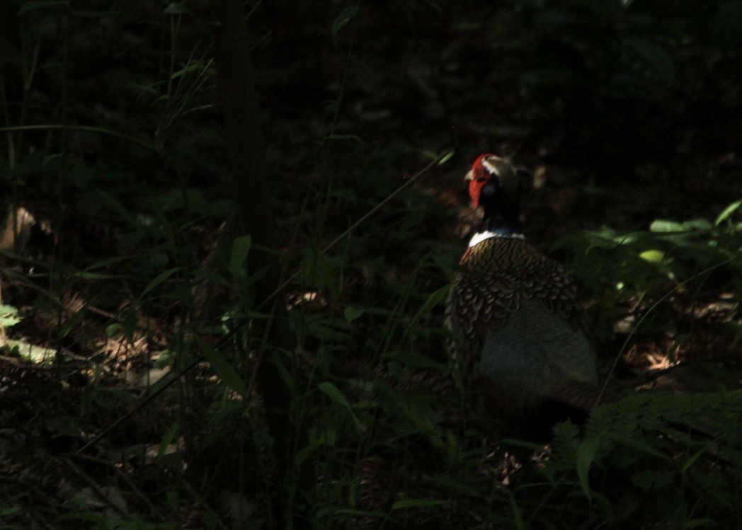 Ring-necked Pheasant - Richard Davis