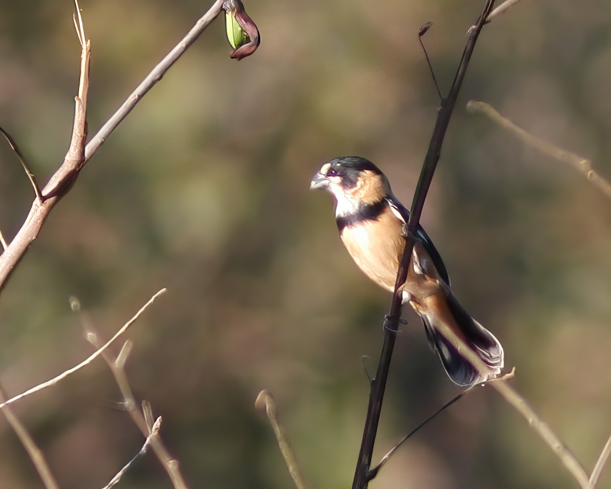 Rusty-collared Seedeater - ML619018559