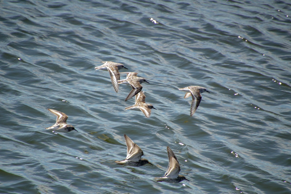 Sanderling - Guillaume Calcagni