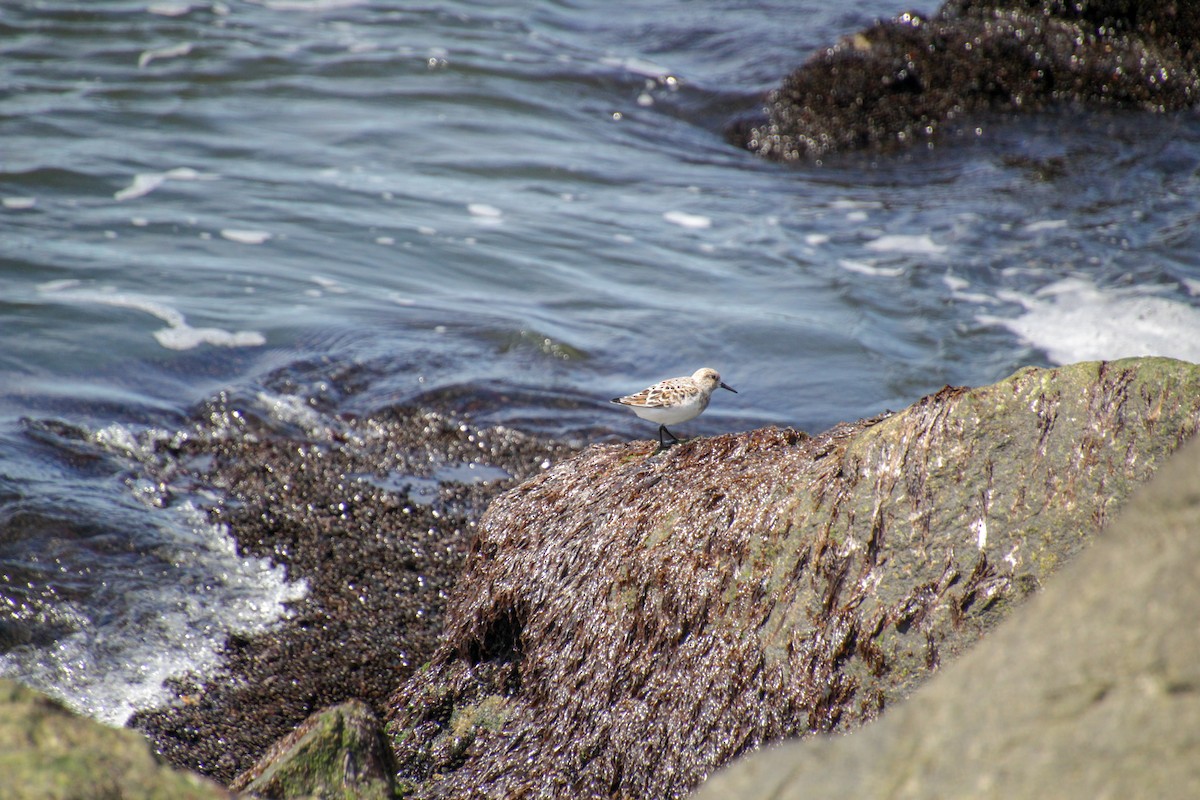 Sanderling - Guillaume Calcagni